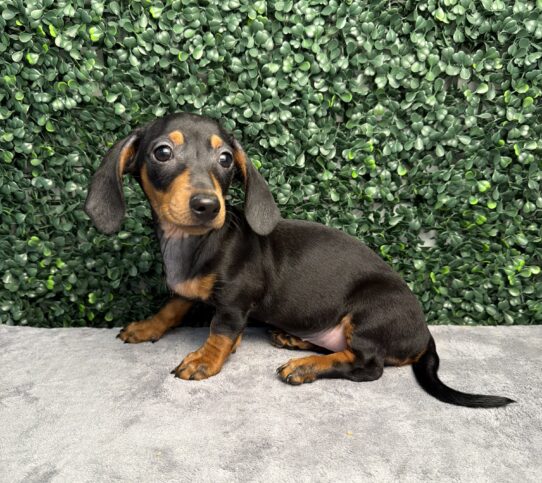 [#26353-04] Black / Tan F Dachshund Puppies for Sale