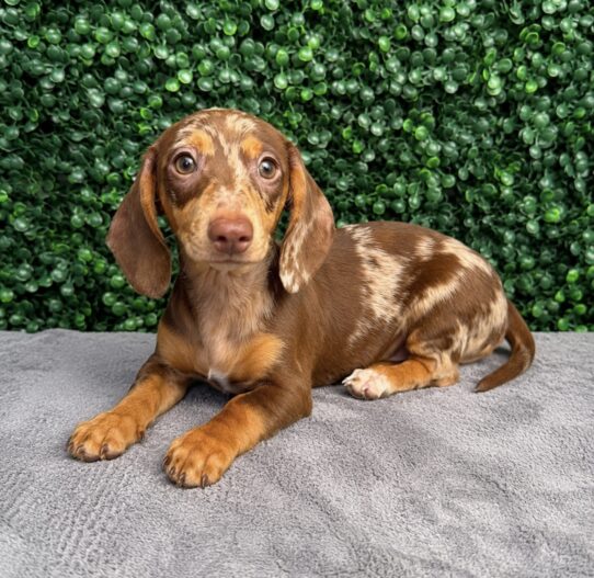 [#26353-05] Tan F Dachshund Puppies for Sale