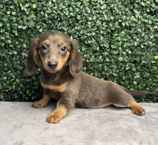 [#26403-03] Blue / Tan F Dachshund Puppies for Sale