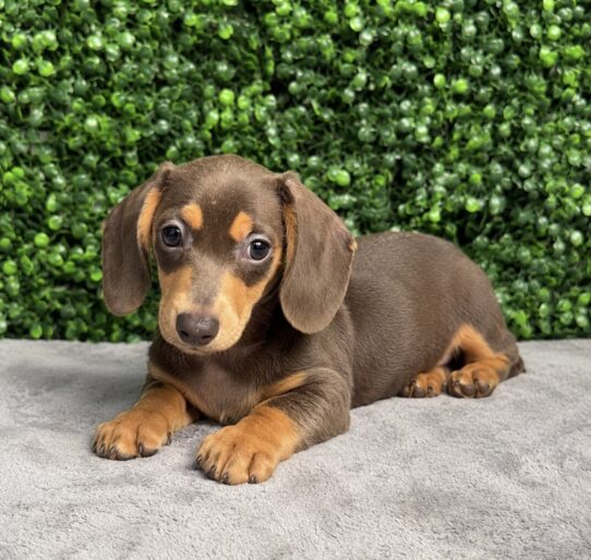 [#26353-03] Isabella F Dachshund Puppies for Sale
