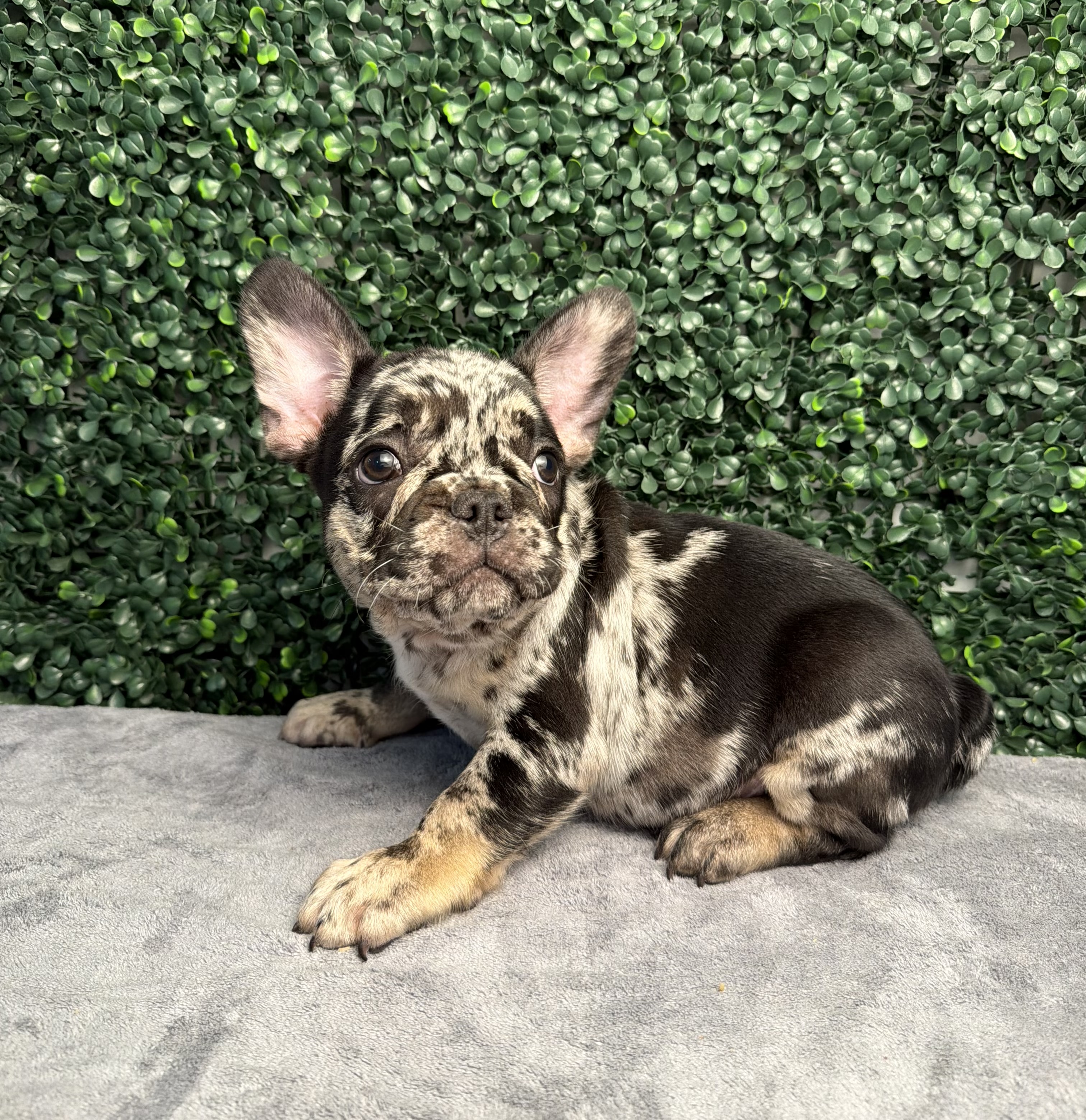 [#26388-01] Merle M French Bulldog Puppies for Sale