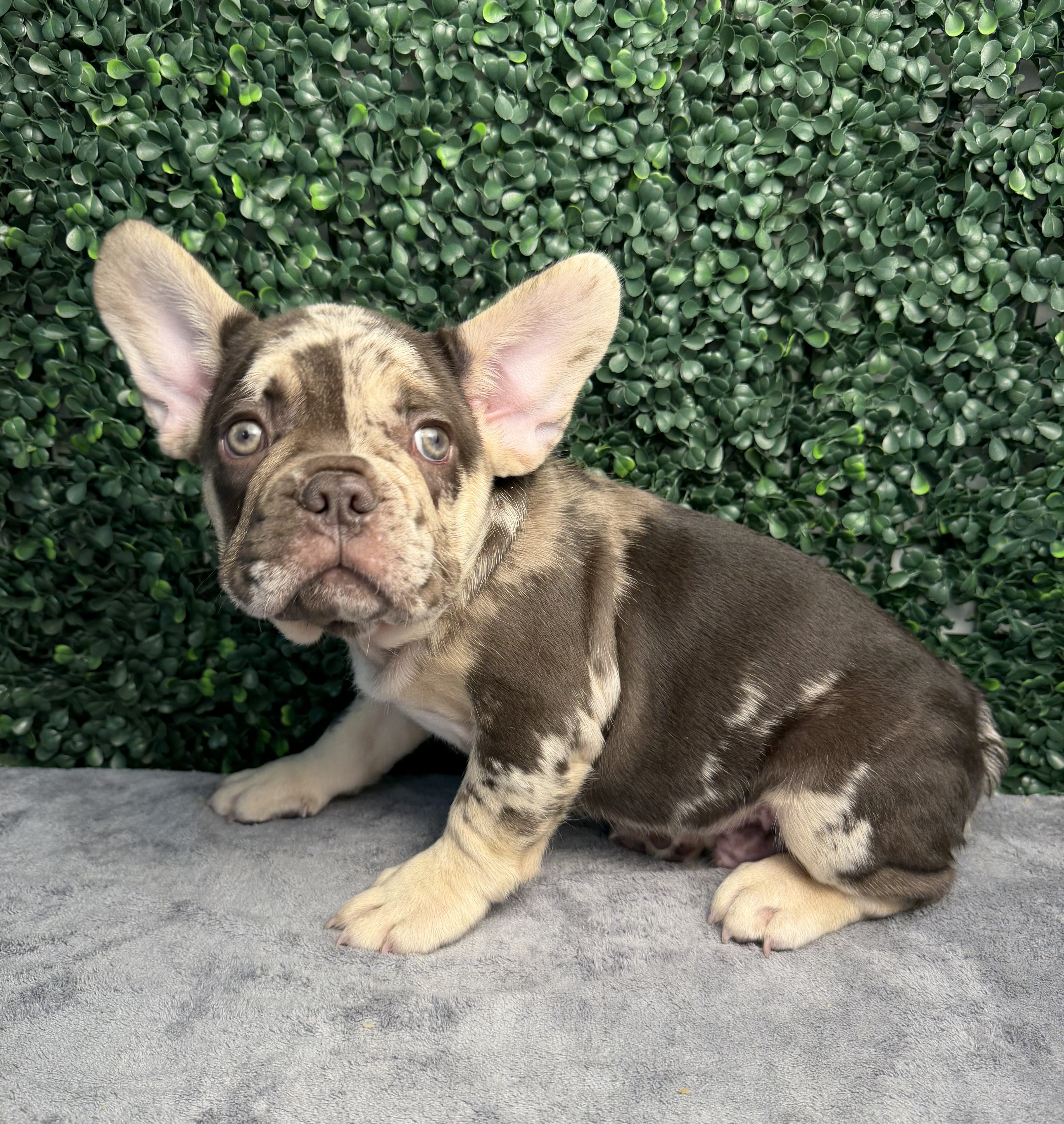 French Bulldog - 5271 Image #1