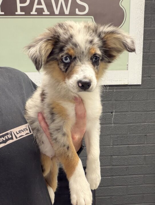 [#26309-04] Blue Merle White / Tan F Miniature Australian Shepherd Puppies for Sale