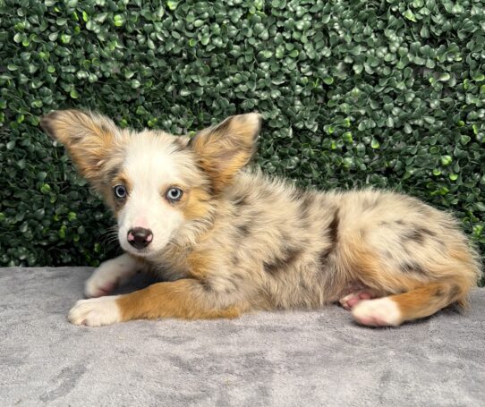 [#26309-06] Blue Merle White / Tan F Miniature Australian Shepherd Puppies for Sale