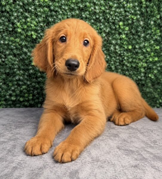 [#26357-01] Red M Golden Retriever Puppies for Sale