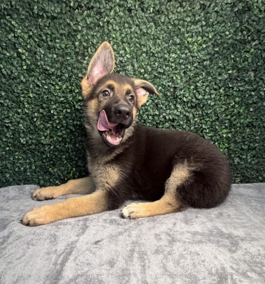 [#26367-03] Black / Tan F German Shepherd Dog Puppies for Sale