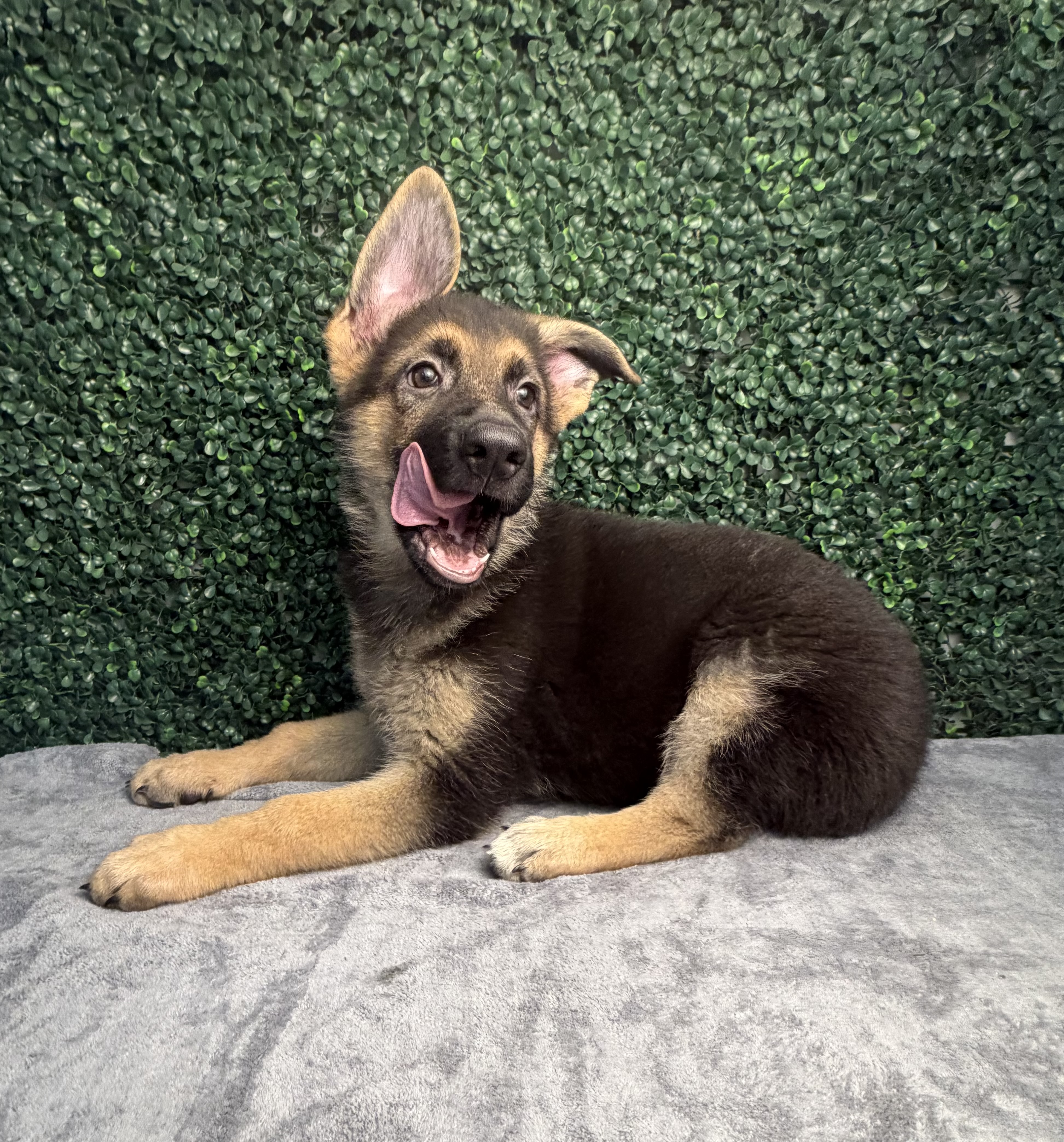 German Shepherd Dog - 5278 Image #1