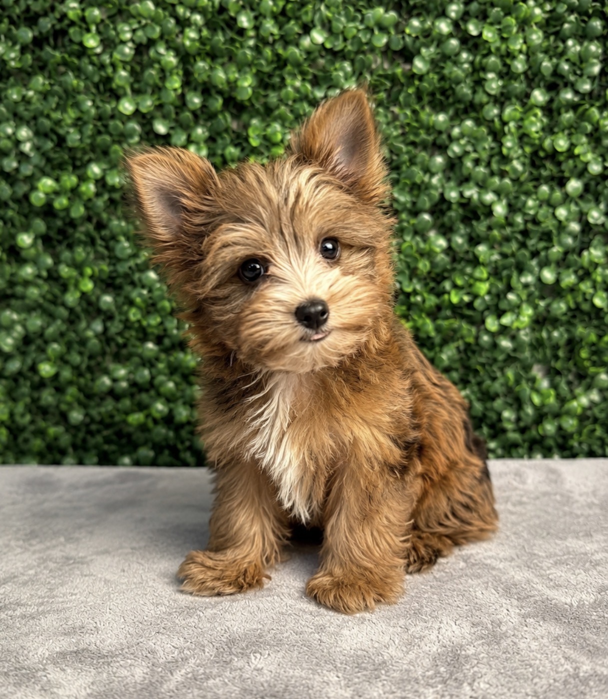 5265-YorkiePoo Image #1