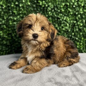 Yorkiepoo puppy