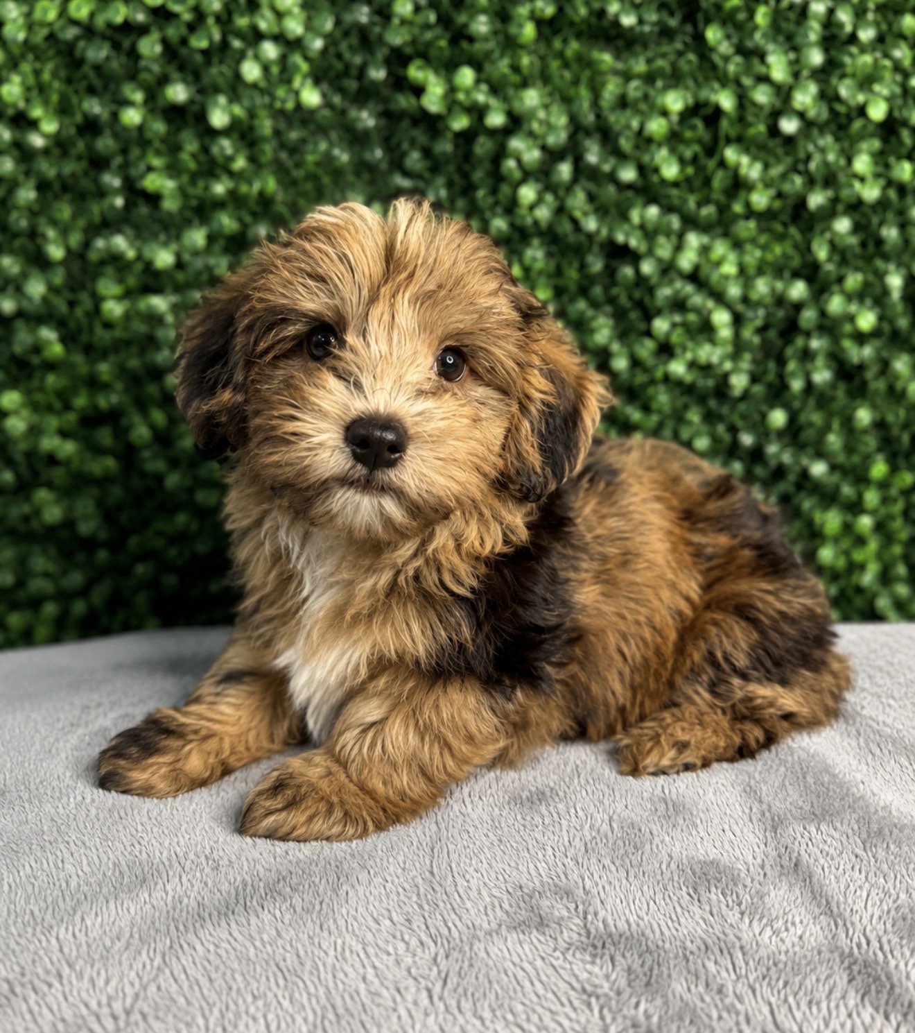 5264-YorkiePoo Image #1