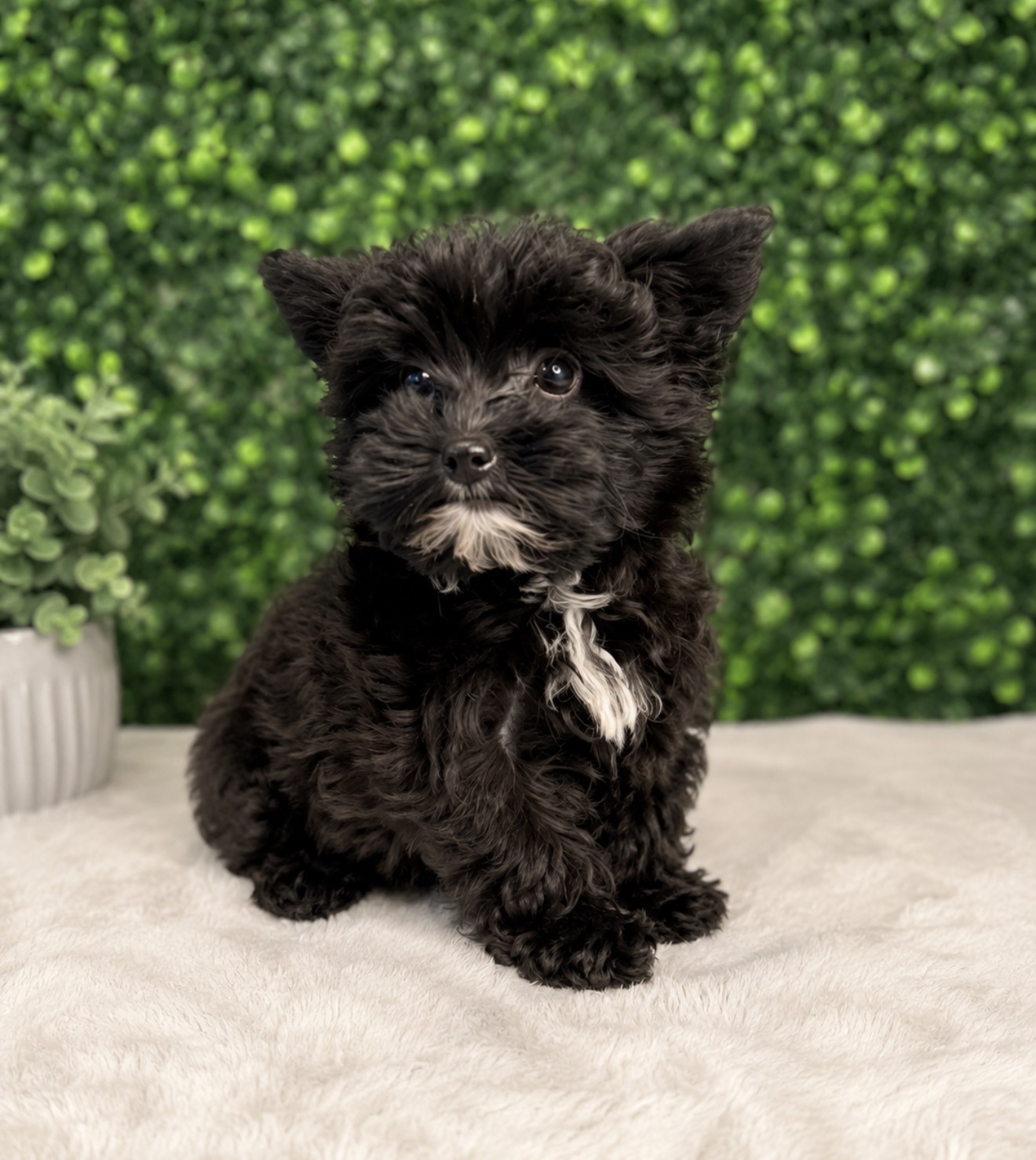 5267-YorkiePoo Image #1