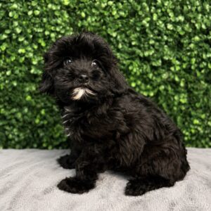 Yorkiepoo puppy