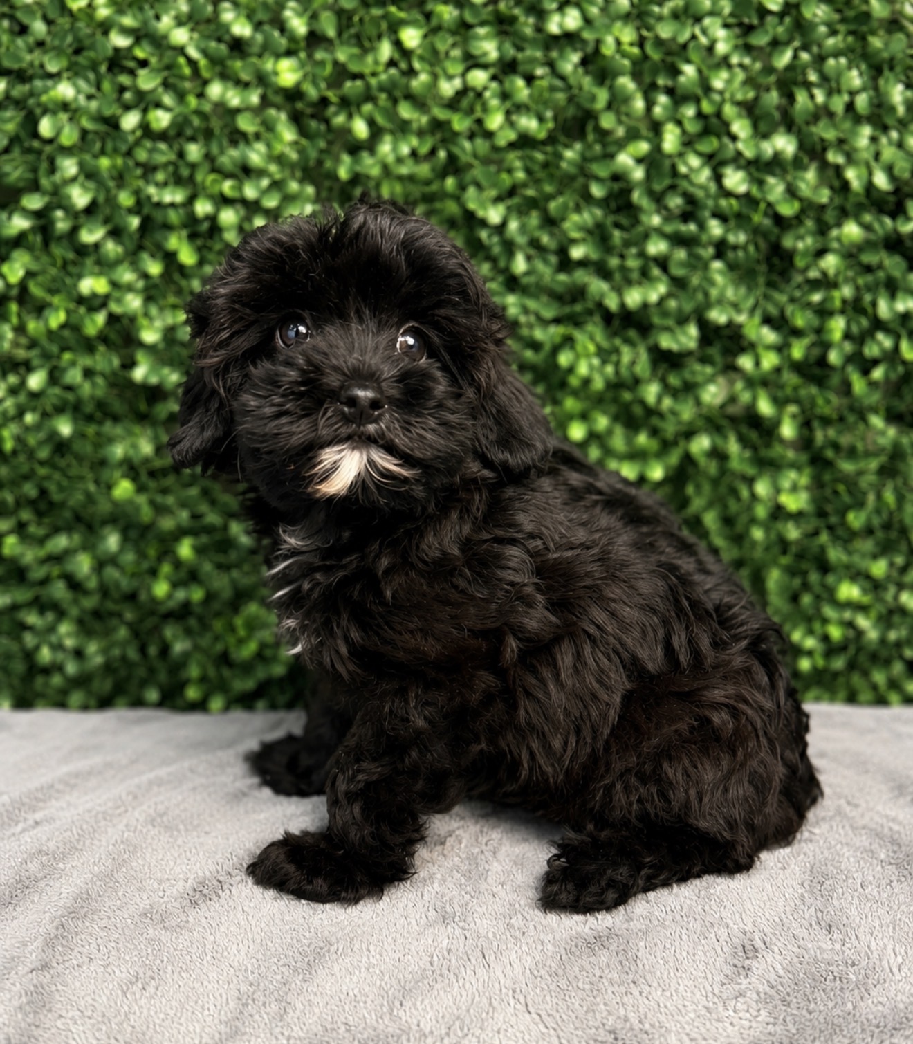 5268-YorkiePoo Image #1