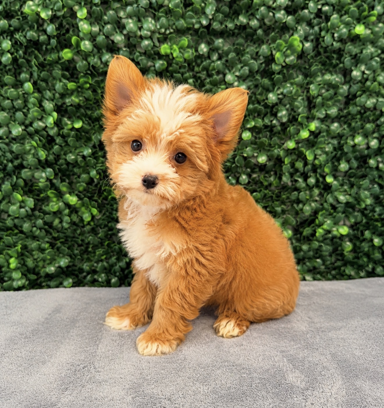 5284-Yorkie Image #1