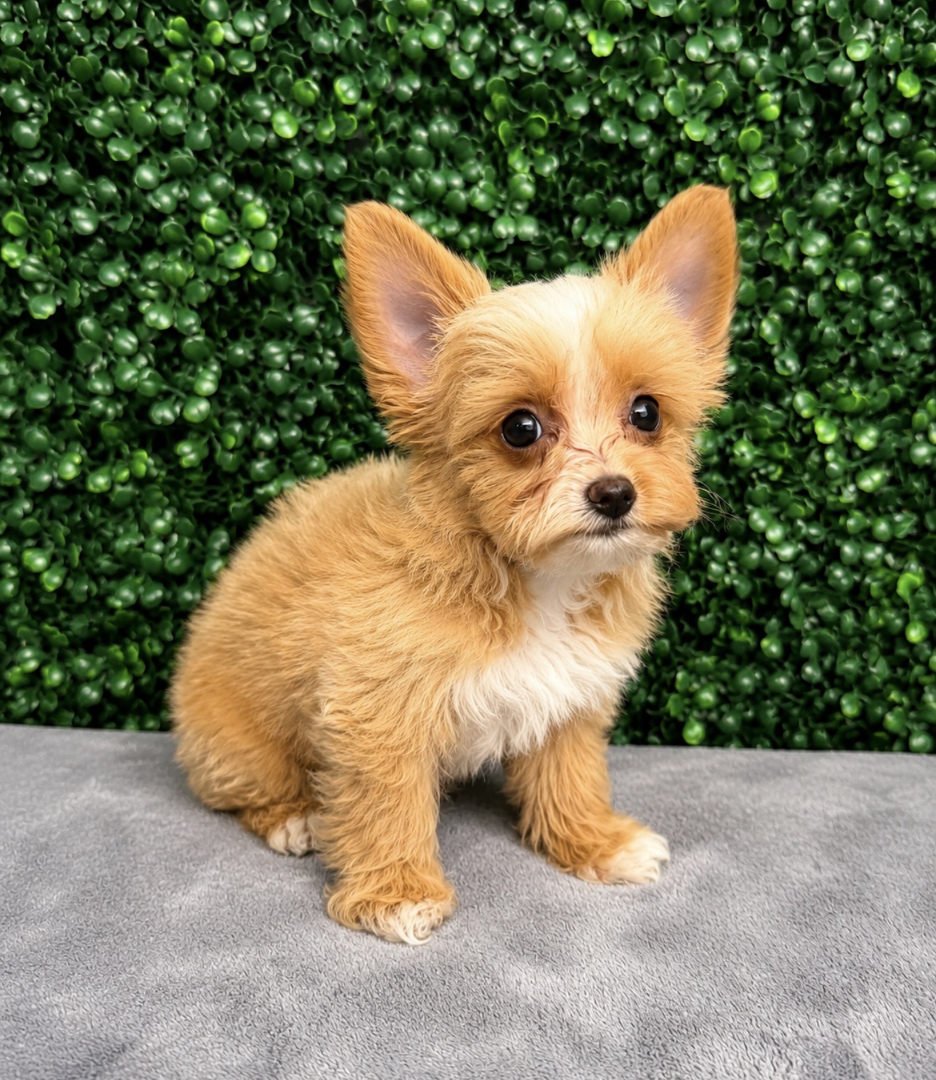 5283-Yorkie Image #1