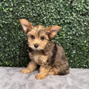 Yorkshire Terrier puppy
