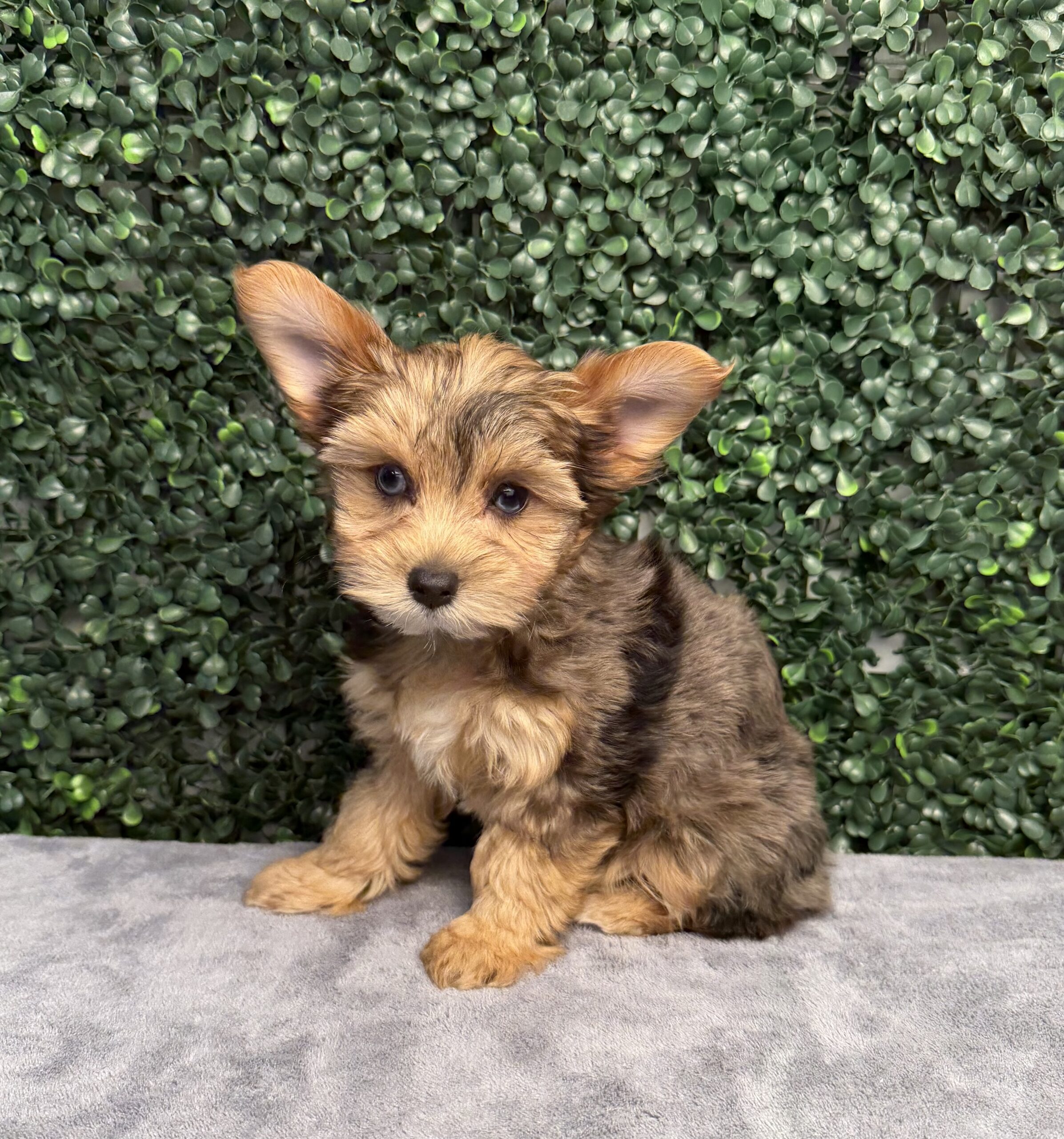 Yorkshire Terrier puppies