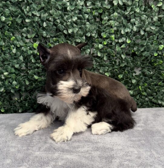 [#261241-05] Black / White F Miniature Schnauzer Puppies for Sale