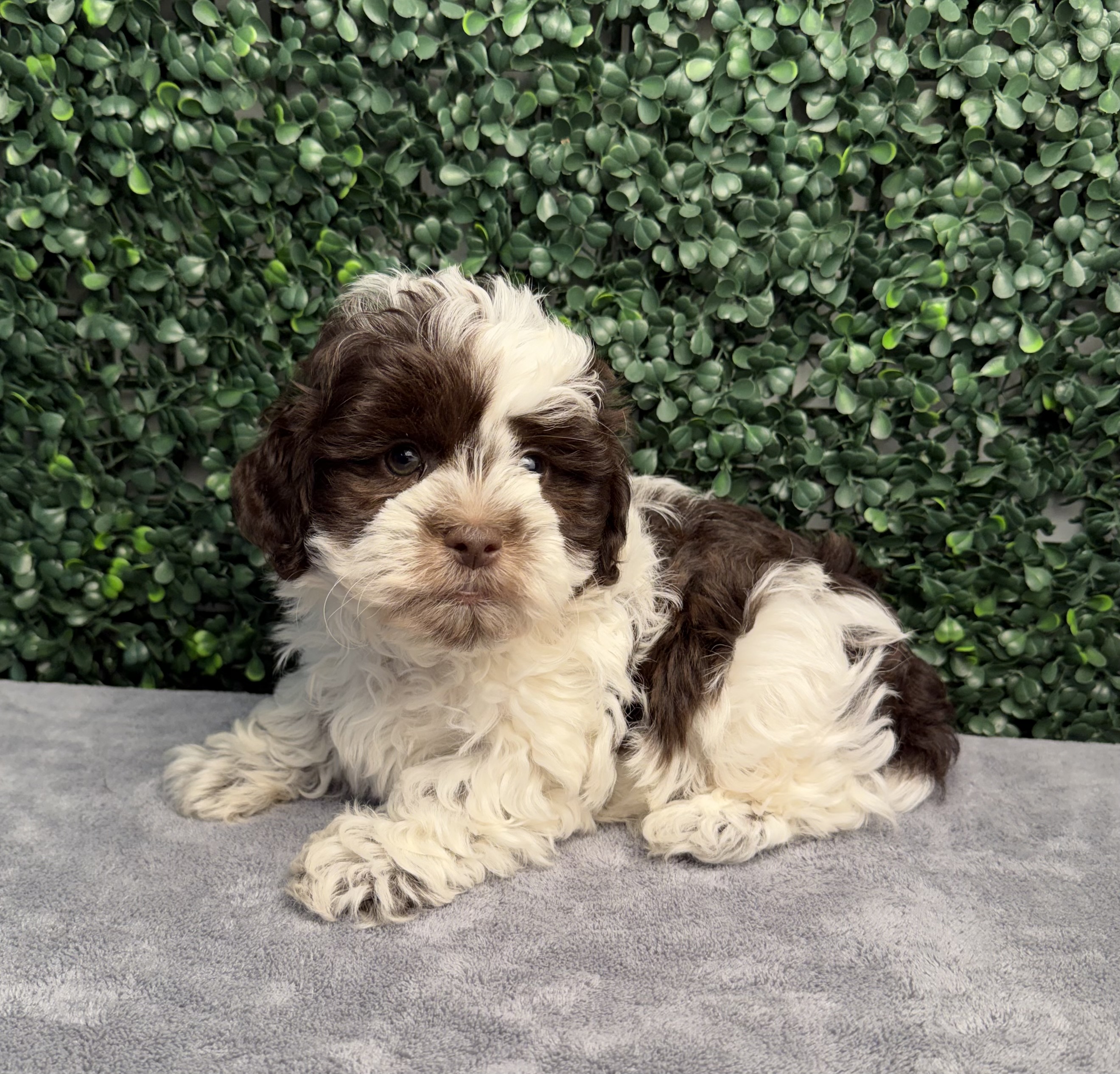 ShihPoo - 5288 Image #1