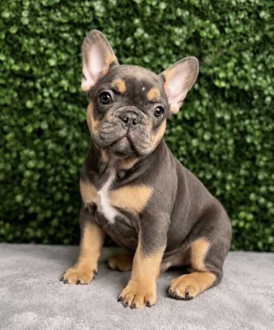 [#261346-03] Blue F French Bulldog Puppies for Sale