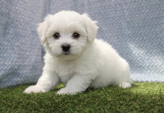 [#261363-04] White M Maltese Puppies for Sale