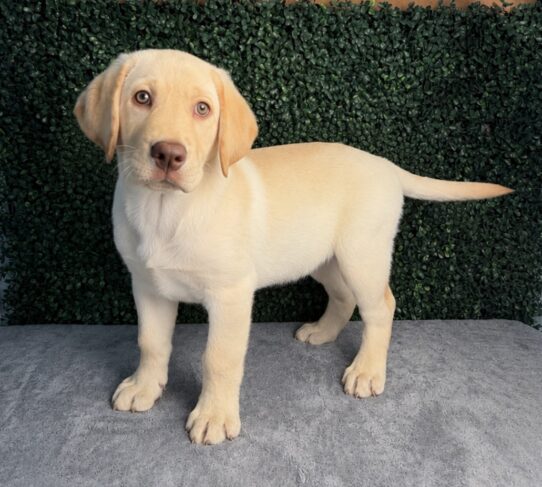 [#26207-03] Yellow M Labrador Retriever Puppies for Sale