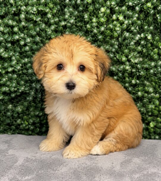 [#261410-04] Buff F Yochon Puppies for Sale