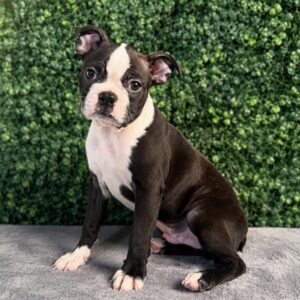 Boston Terrier puppy