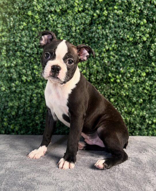 [#261352-04] Chocolate / White F Boston Terrier Puppies for Sale