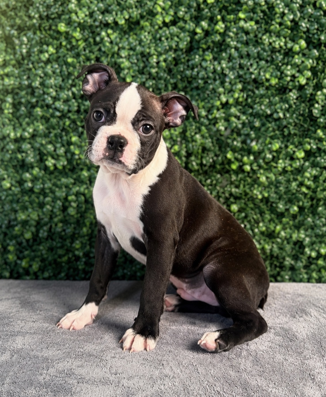 Boston Terrier - 5291 Image #1