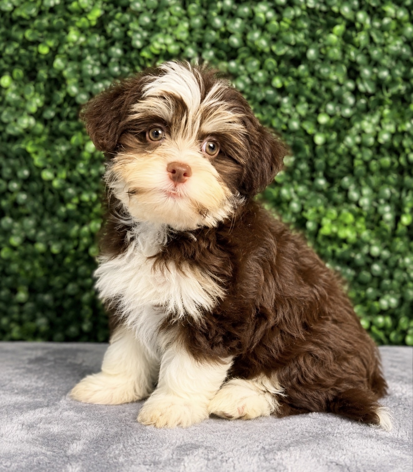 Havanese - 5290 Image #1