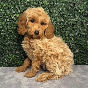 Micro Goldendoodle puppy