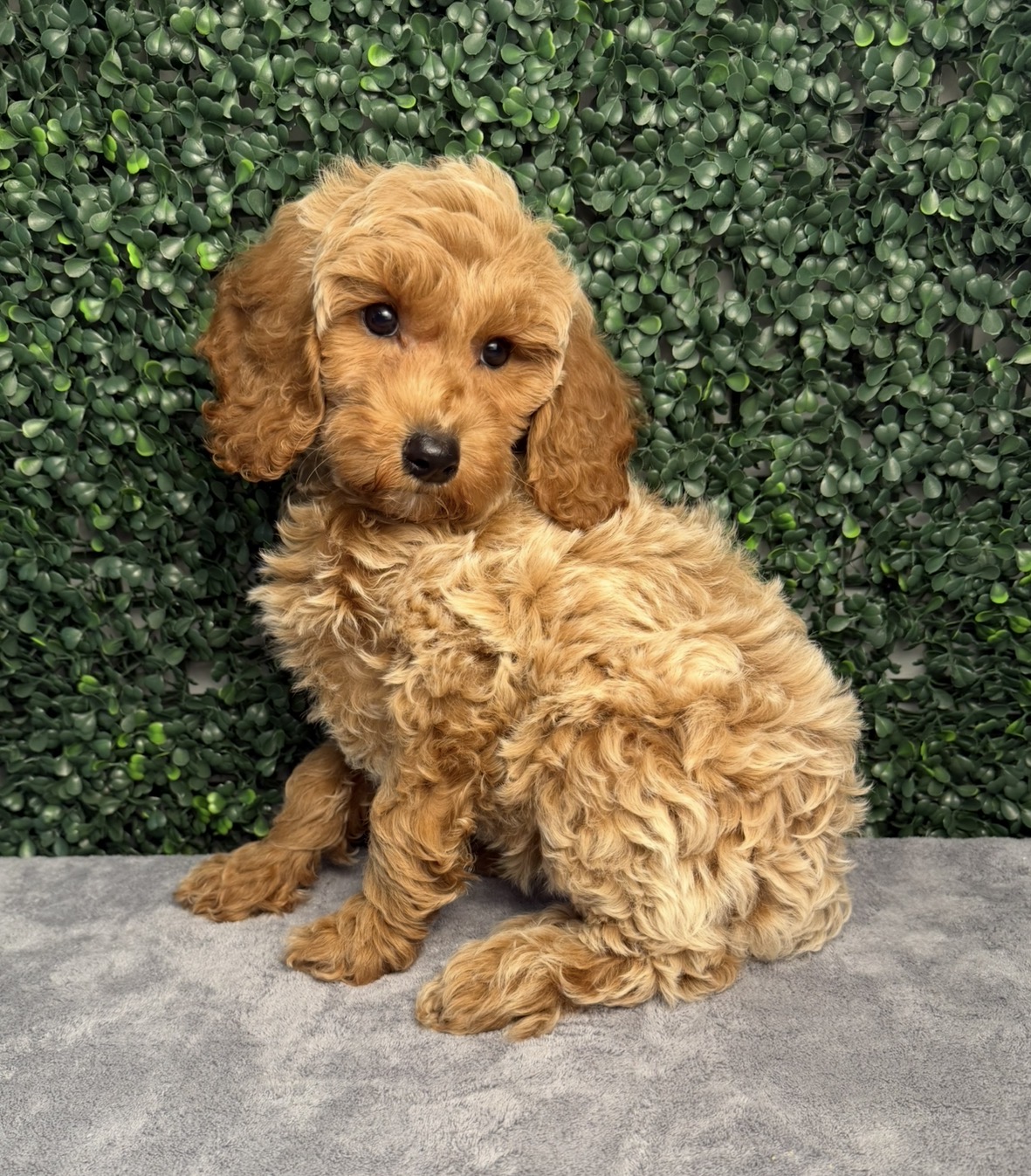 5301-Micro Goldendoodle Image #1