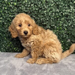 Micro Goldendoodle puppy