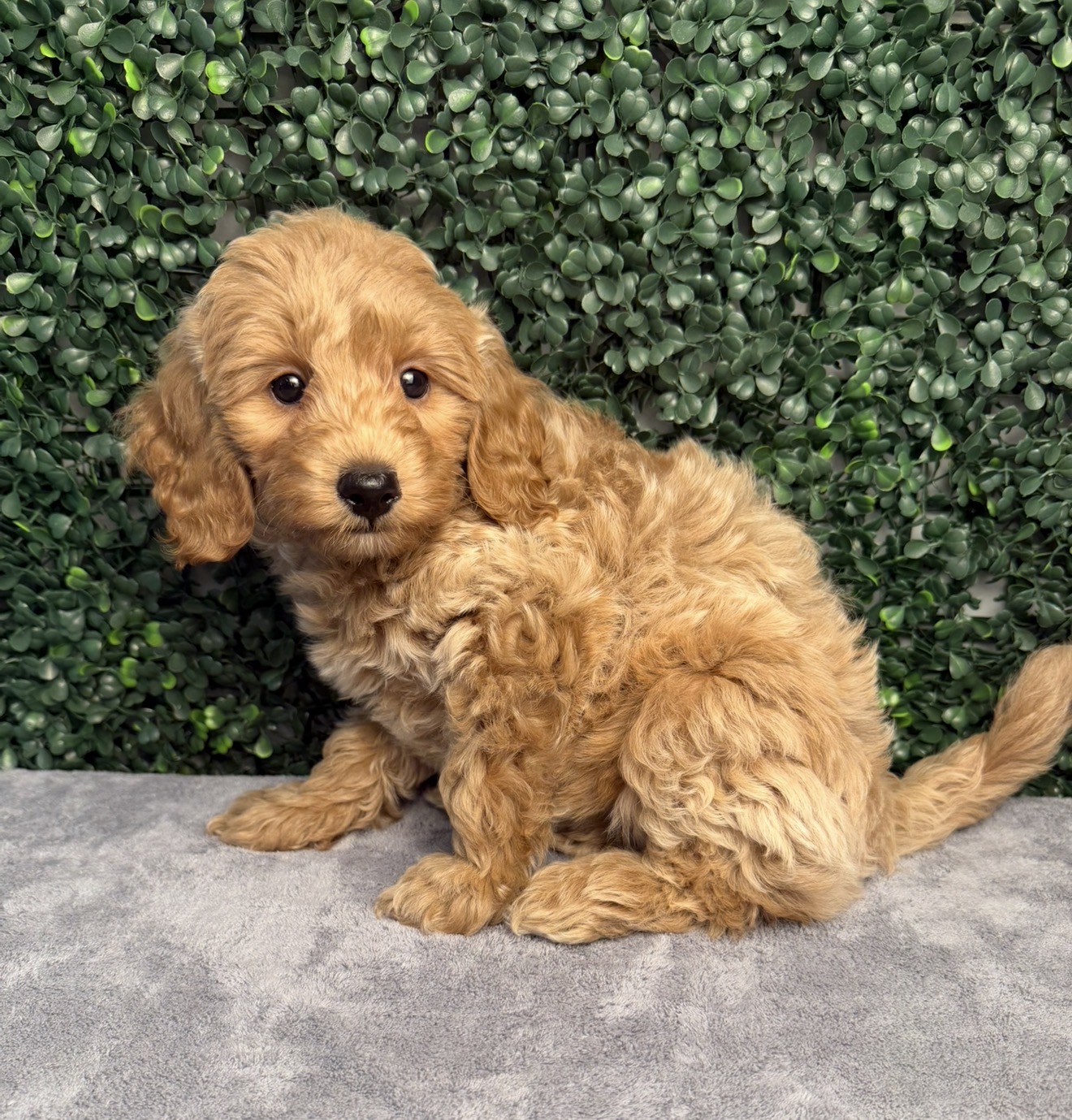 5299-Micro Goldendoodle Image #1