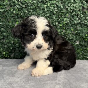 Aussiechon puppy