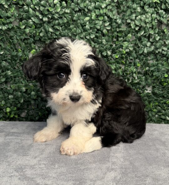 [#261474-05] Black / White F Aussiechon Puppies for Sale