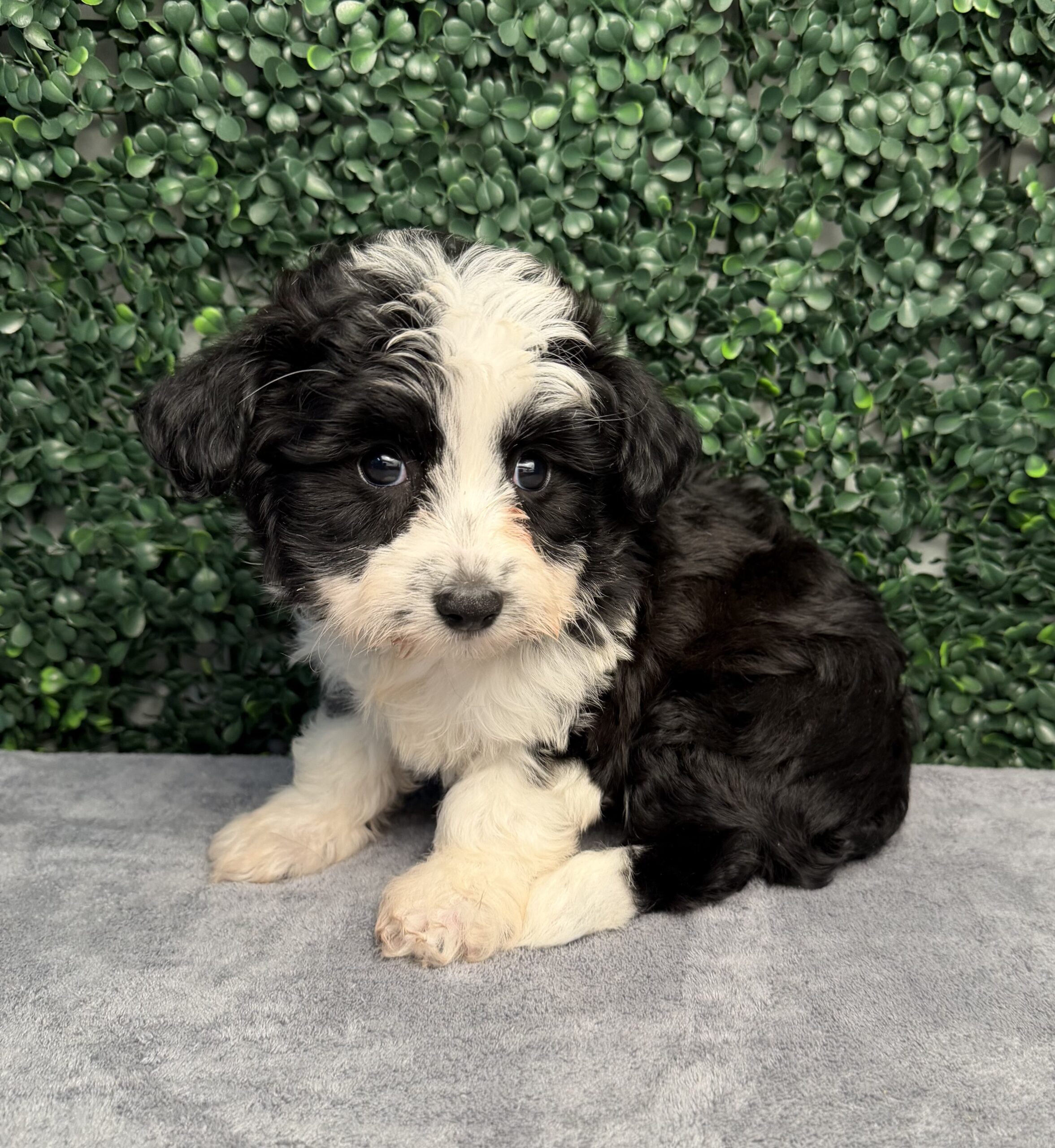 Aussiechon puppies