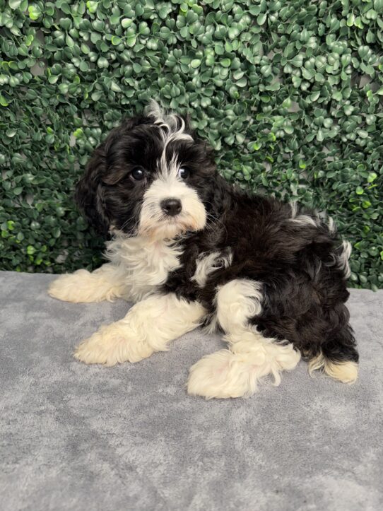 [#261469-03] Black / White F Cavapoo Puppies for Sale