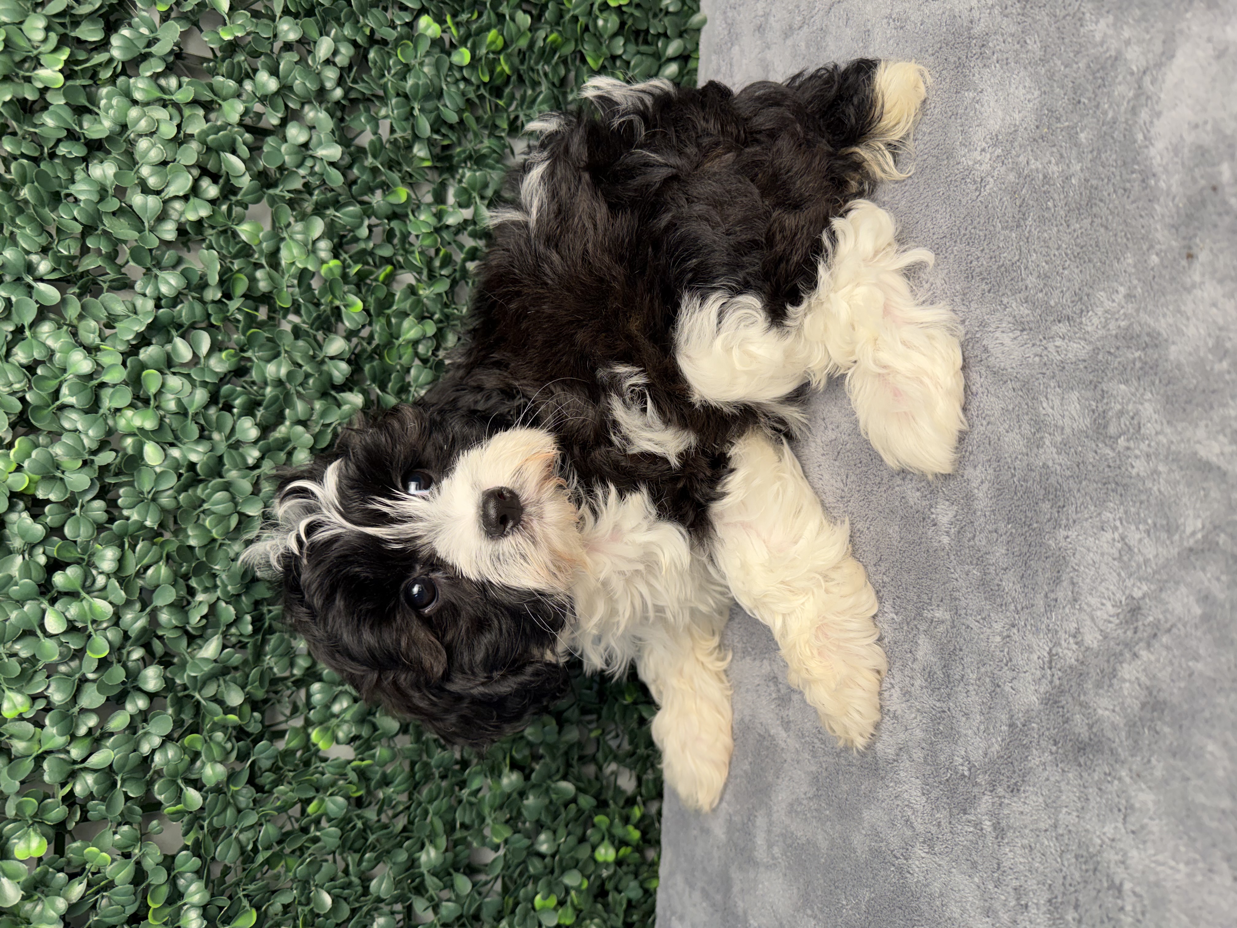 Cavapoo - 5303 Image #1