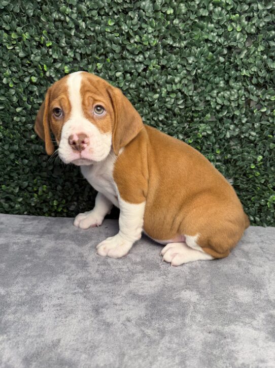 [#26226-02] Brown / White M Beabull Puppies for Sale