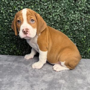 Beabull puppy