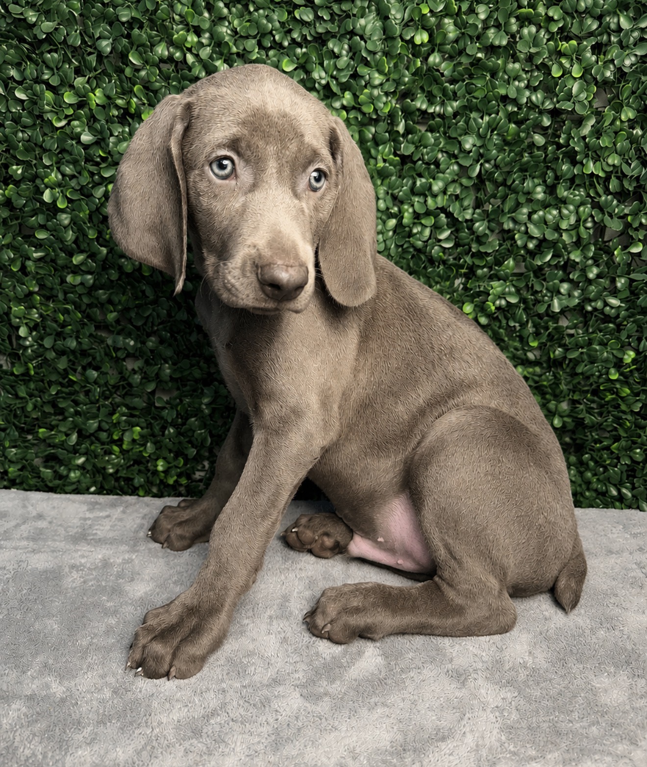 Weimaraner - 5305 Image #1