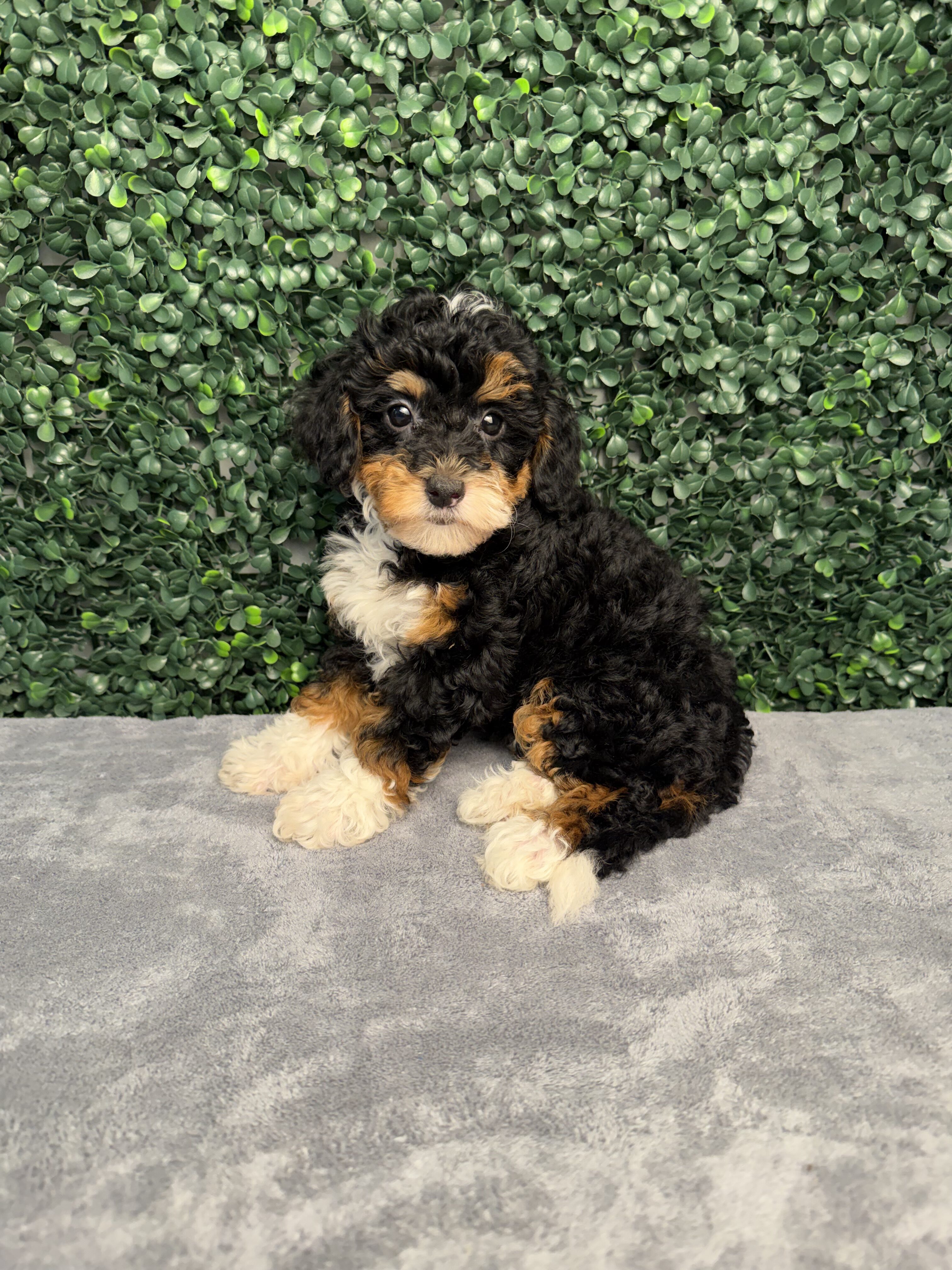 Bernedoodle Mini F1b puppy