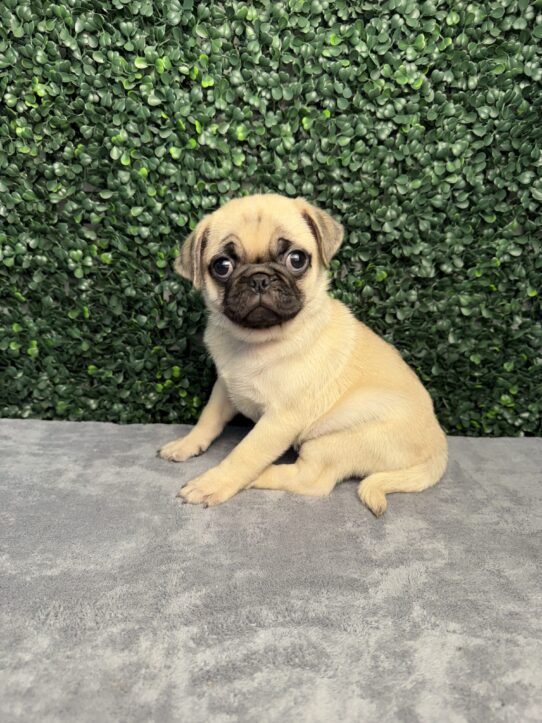 Pug puppy