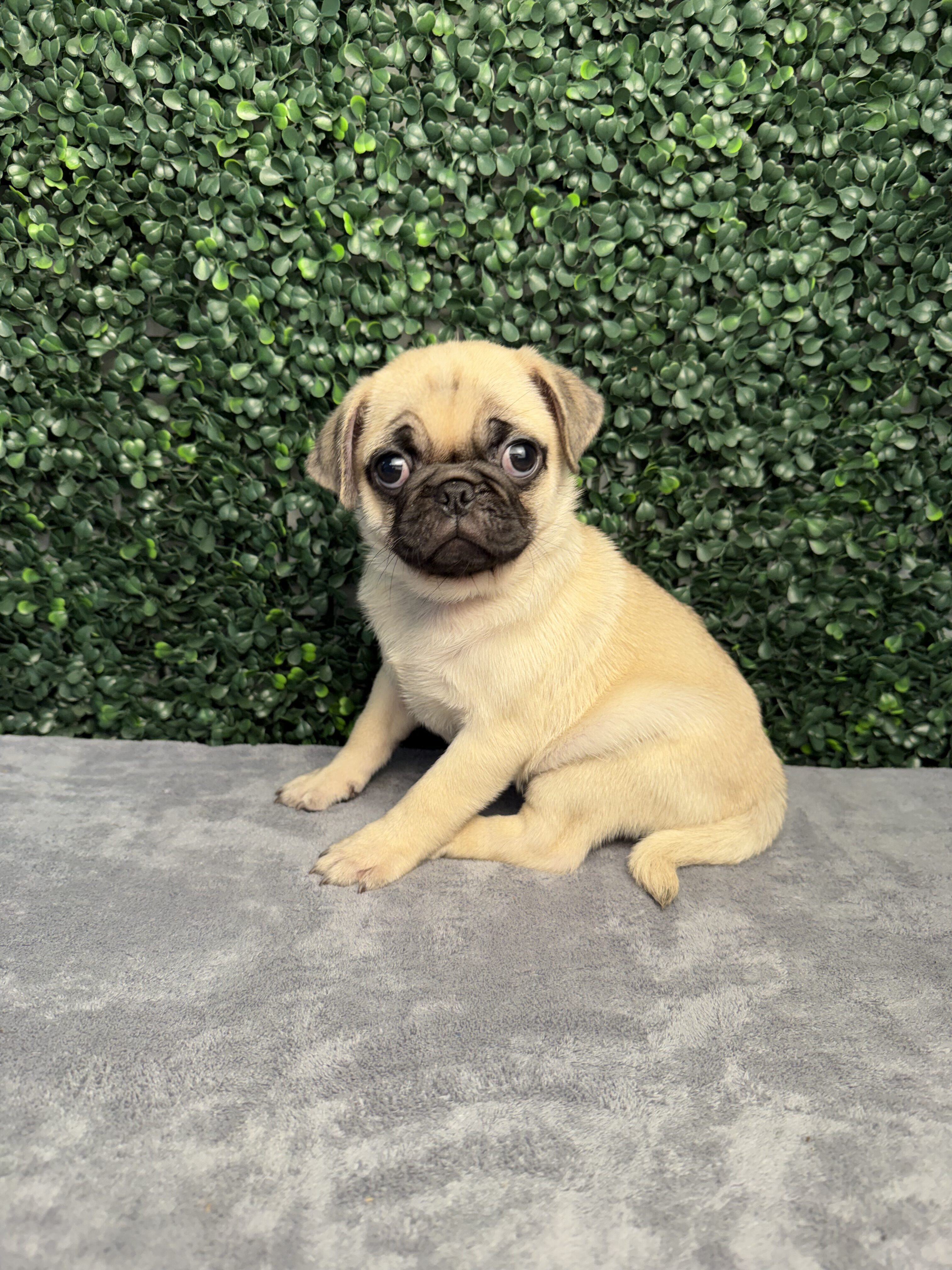 Pug puppy