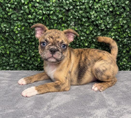 Bugg puppy