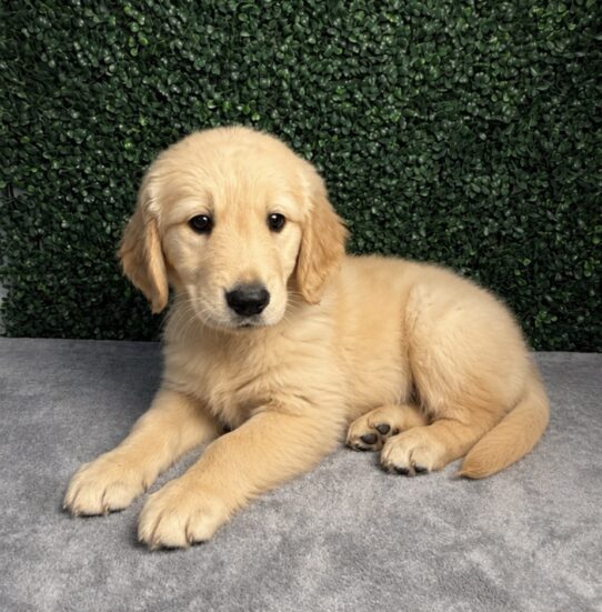 Golden Retriever puppy