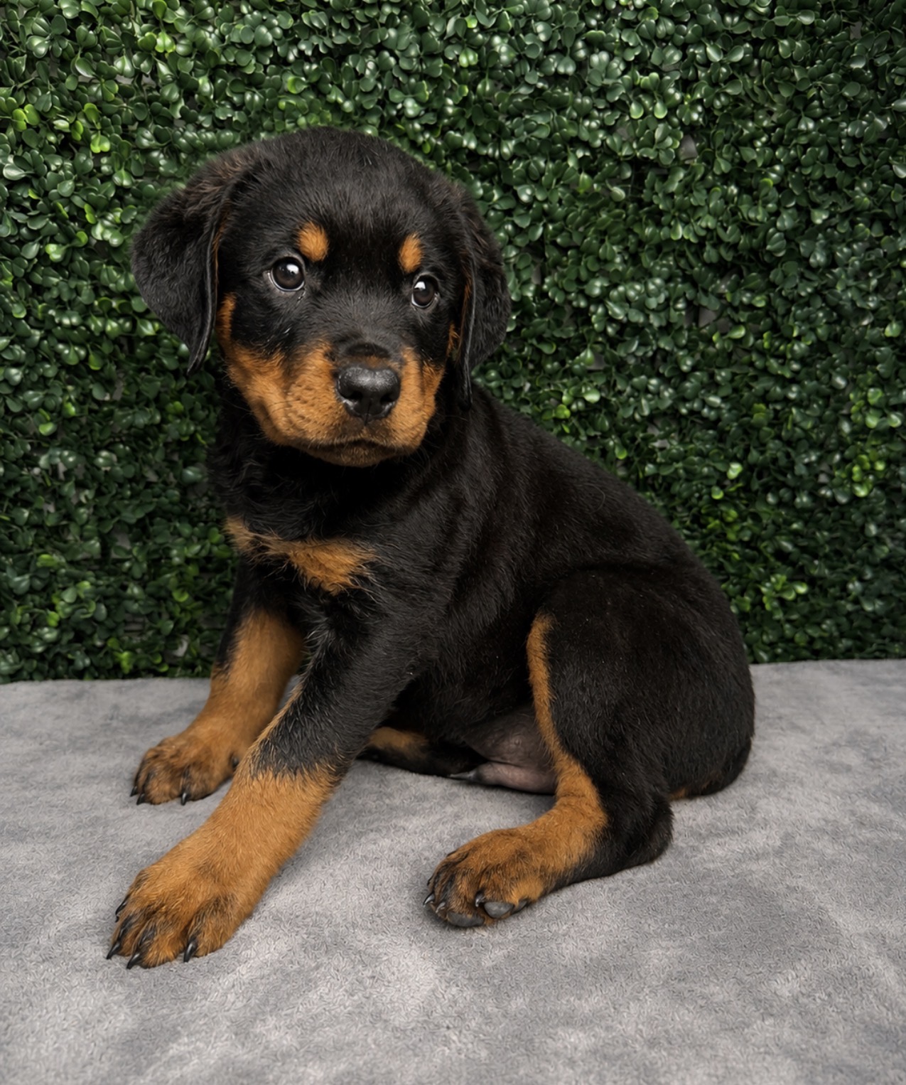 Rottweiler puppy