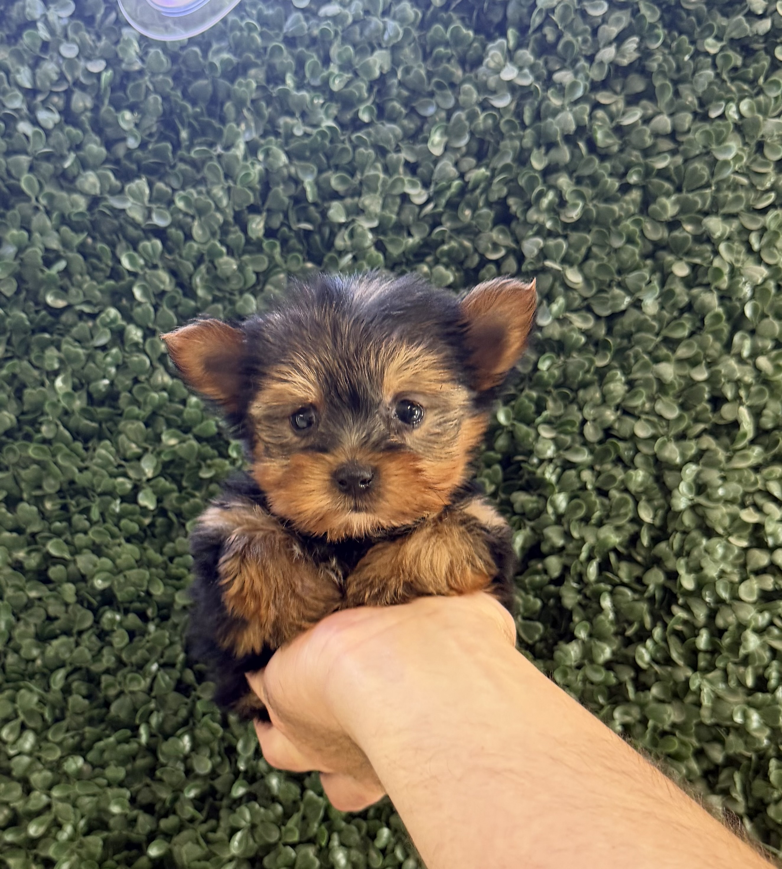 Yorkshire Terrier puppies